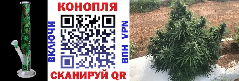 Купить где  Калуга  Канабис планчик 